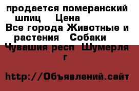 продается померанский шпиц  › Цена ­ 35 000 - Все города Животные и растения » Собаки   . Чувашия респ.,Шумерля г.